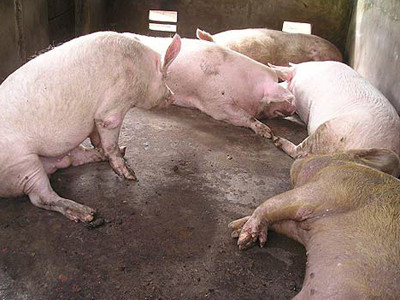 Những “cô” Sáu, Bảy, Tám Hợi trong chuồng. Những “cô” Sáu, Bảy, Tám Hợi trong chuồng