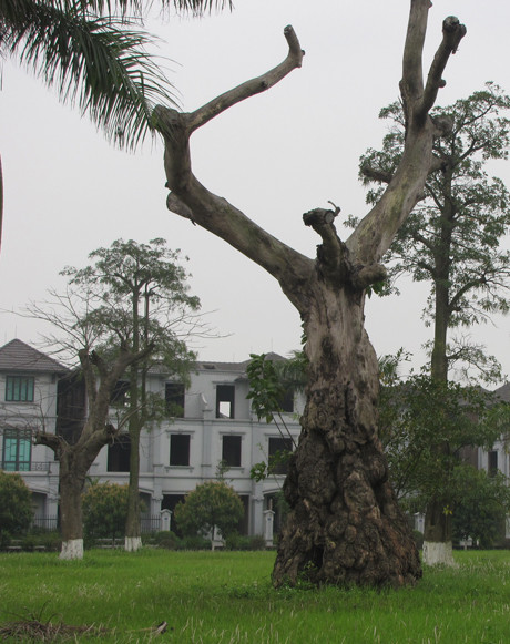 Những gốc cây cổ thụ sù sì càng làm không gian thêm lặng lẽ, lạnh lẽo