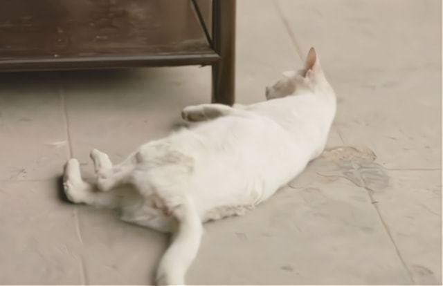 Cư dân mạng phân tích dáng ngã của chú mèo không phù hợp với bản năng của loài mèo.