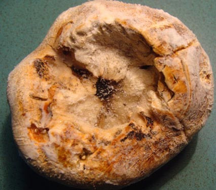 Củ nấm Phục linh thiên 