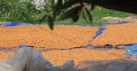 Sau một thời gian ngâm dưới hố, ô mai được vớt lên, phơi nắng cho teo lại rồi chuyển đi các cơ sở chế biến