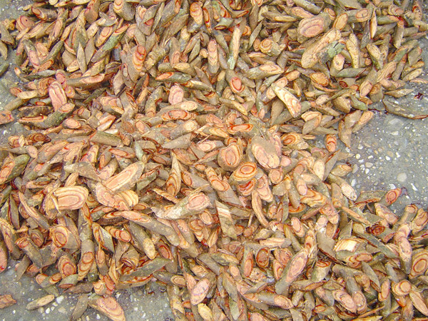 Dây máu chó được xắt thành miếng Ảnh: Phan Sáng