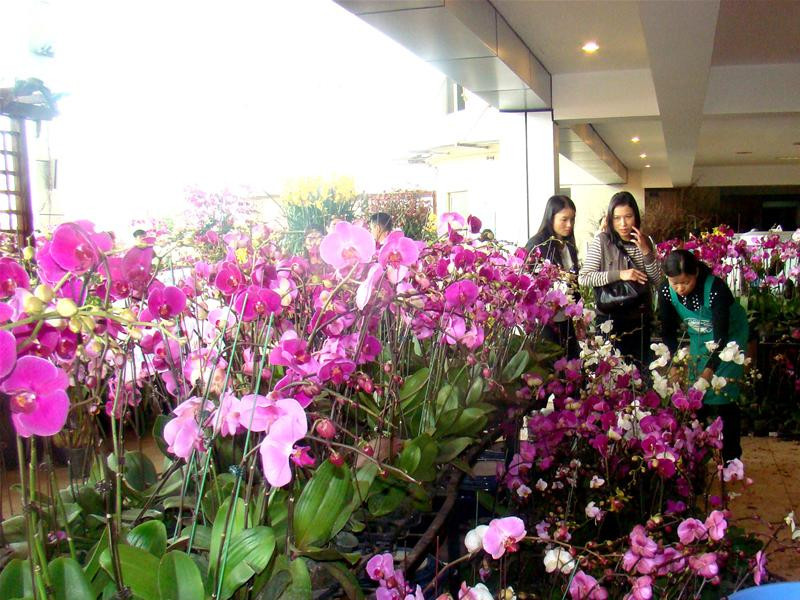 Vườn lan Queen Orchird phong phú với đủ chủng loại hoa như Lan hồ điệp, địa lan, lan vàng...