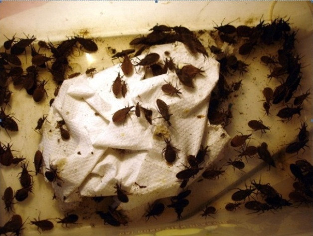 Loại bọ xít hút máu là thủ phạm gây ra bệnh ký sinh trùng. (Ảnh: PV/Vietnam+). Loại bọ xít hút máu là thủ phạm gây ra bệnh ký sinh trùng. (Ảnh: PV/Vietnam+)