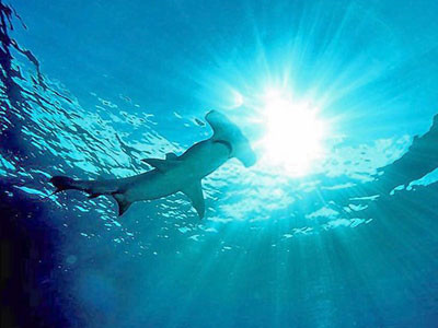 Con cá mập được theo dõi bằng vệ tinh. Ảnh: Sun-Sentinel. Con cá mập được theo dõi bằng vệ tinh. Ảnh: Sun-Sentinel