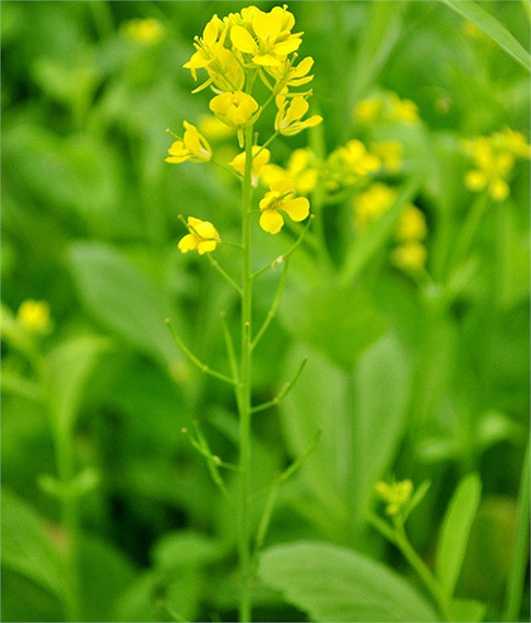 Với vẻ đẹp quyến rũ mà giản dị, hoa cải vàng thu hút rất nhiều bạn trẻ tới tham quan và chụp ảnh. Với vẻ đẹp quyến rũ mà giản dị, hoa cải vàng thu hút rất nhiều bạn trẻ tới tham quan và chụp ảnh