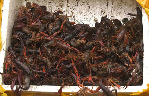 Món tôm hùm đất vẫn trên thực đơn của nhà hàng Hà Nội, Sài Gòn ảnh 2