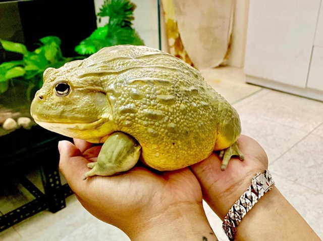 Bà Tân “Vlog” mang bánh trung thu siêu to khổng lồ lên máy bay là đúng hay sai? ảnh 3