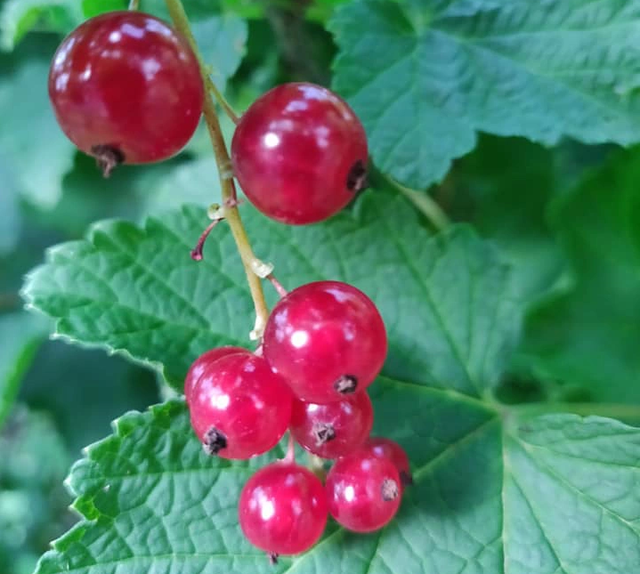 Bà Tân “Vlog” mang bánh trung thu siêu to khổng lồ lên máy bay là đúng hay sai? ảnh 1