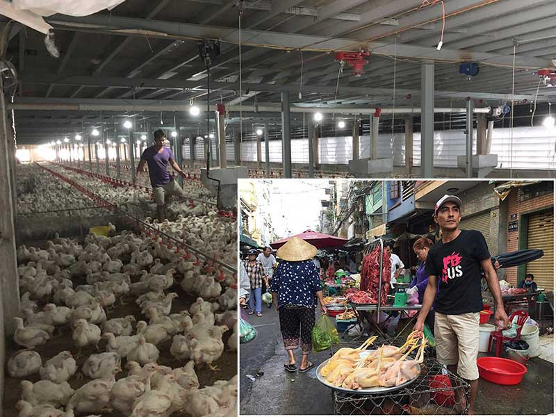 Giá gà rớt thê thảm 11.000 đồng/kg ảnh 1