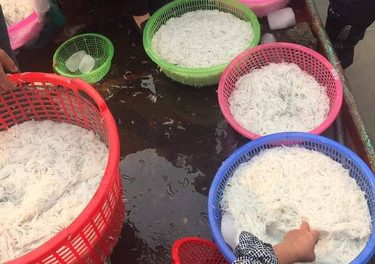 Dân Hà Nội săn mua cá sông Đà 'thân trắng tinh, mềm như bún' ảnh 4