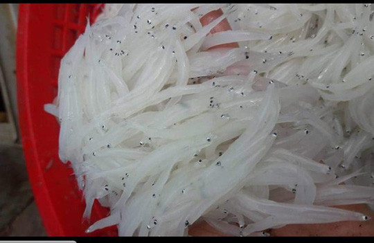 Dân Hà Nội săn mua cá sông Đà 'thân trắng tinh, mềm như bún' ảnh 2