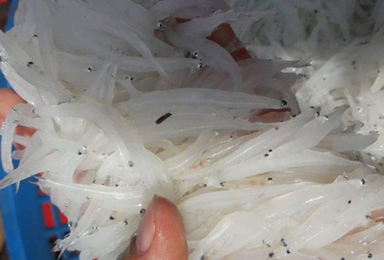 Dân Hà Nội săn mua cá sông Đà 'thân trắng tinh, mềm như bún' ảnh 1