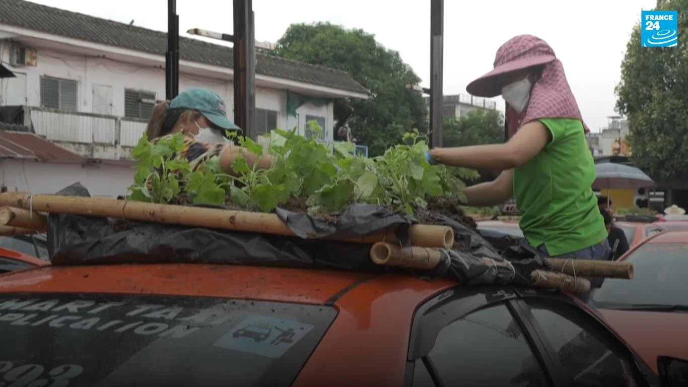 Trồng rau trên xe taxi ở Bangkok. Nguồn: France 24
