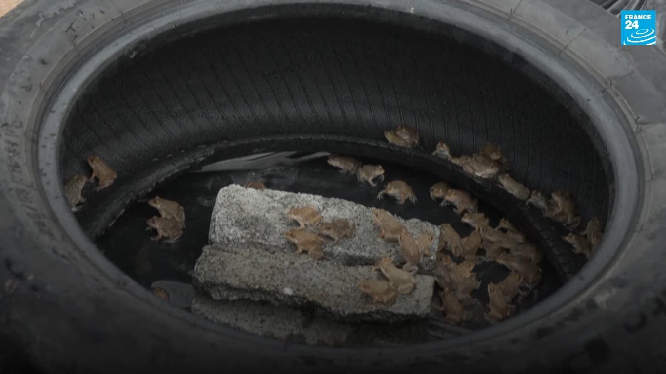 Công ty taxi này còn nuôi ếch trong lốp xe. Nguồn: France 24