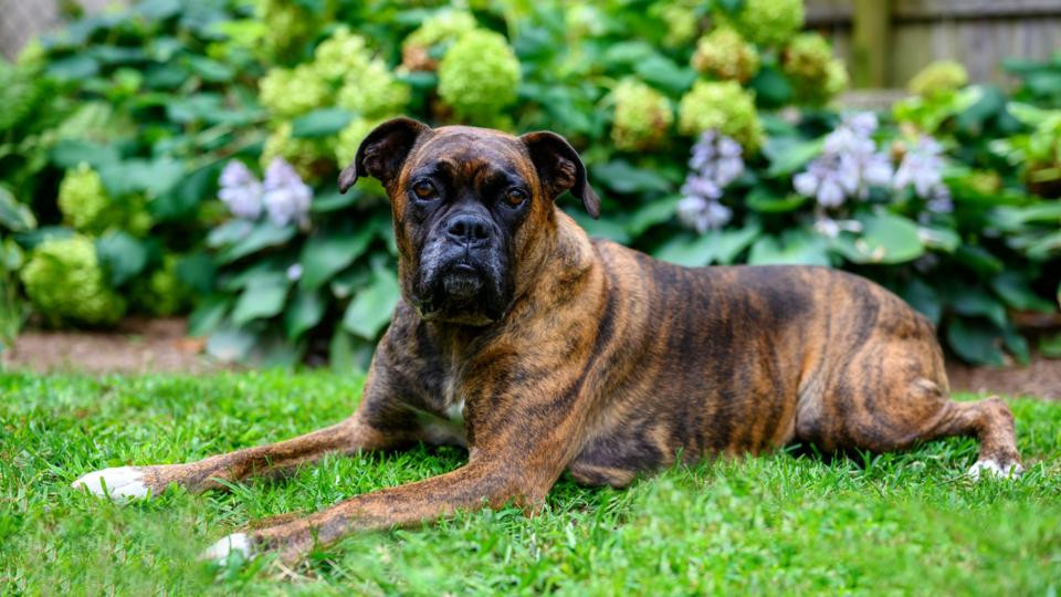 Sợ nuôi con tốn kém, các cặp vợ chồng Mỹ chăm bẵm thú cưng như con đẻ ảnh 3