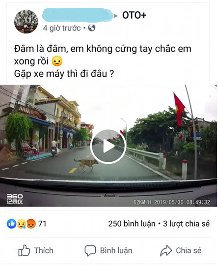 Lái xe bất ngờ gặp động vật lao qua, phải xử lý ra sao? ảnh 1