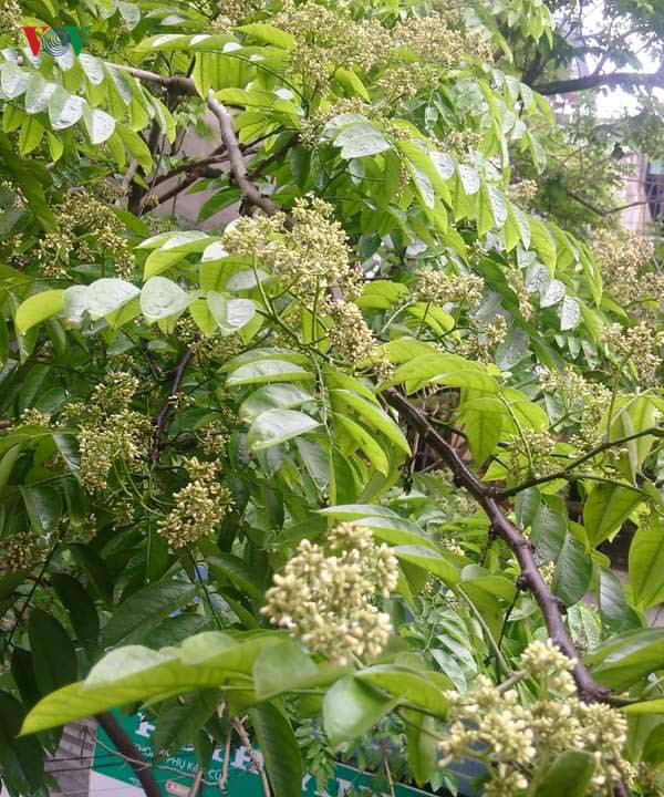 Vụ cây sưa bị chặt hạ: Người dân lo cho số phận cây sưa lớn còn lại ảnh 6