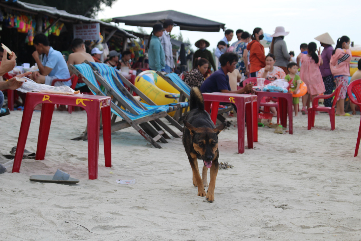 Chó thả rông, không rọ mõm tại bãi biển Dốc Lết gây nguy hiểm cho du khách.