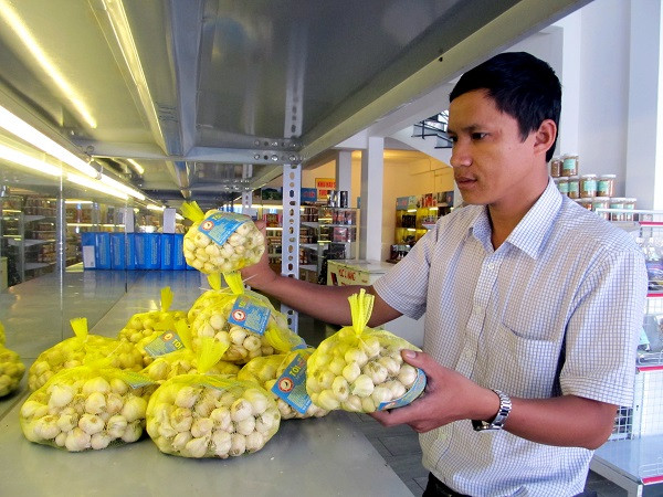 Tỏi Lý Sơn rớt giá nhưng đã đến mức cần “giải cứu”? ảnh 2