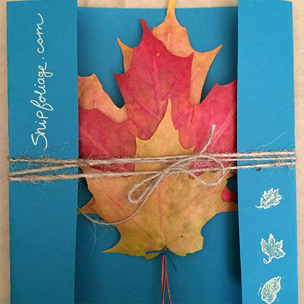 Trai trẻ kiếm bộn tiền nhờ bán… lá vàng rơi ảnh 3