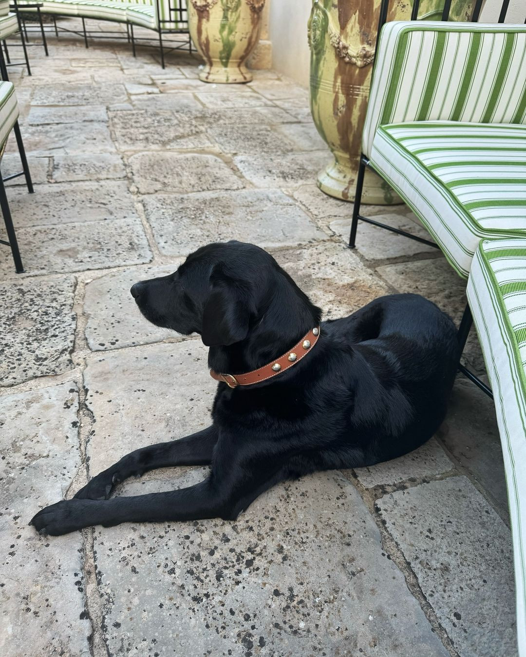 Lisa khoe ảnh cún cưng Love đang bơi bên cạnh một chú chó đen khác, rất giống với bé cún mà chị dâu của Frédéric đăng tải. Lisa khoe ảnh cún cưng Love đang bơi bên cạnh một chú chó đen khác, rất giống với bé cún mà chị dâu của Frédéric đăng tải.