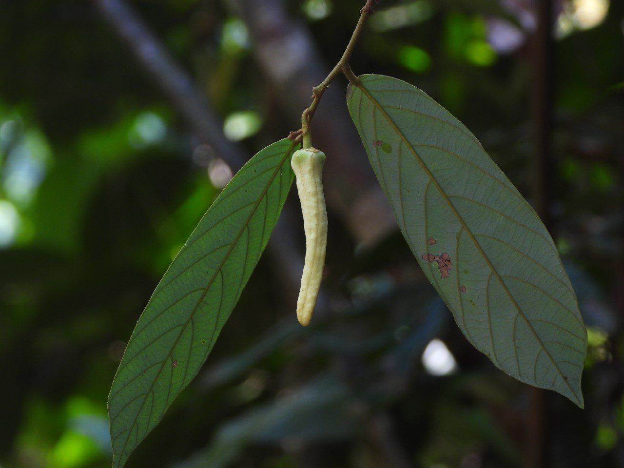 Loài thực vật hiếm được lấy tên theo Lisa. Loài thực vật hiếm được lấy tên theo Lisa.
