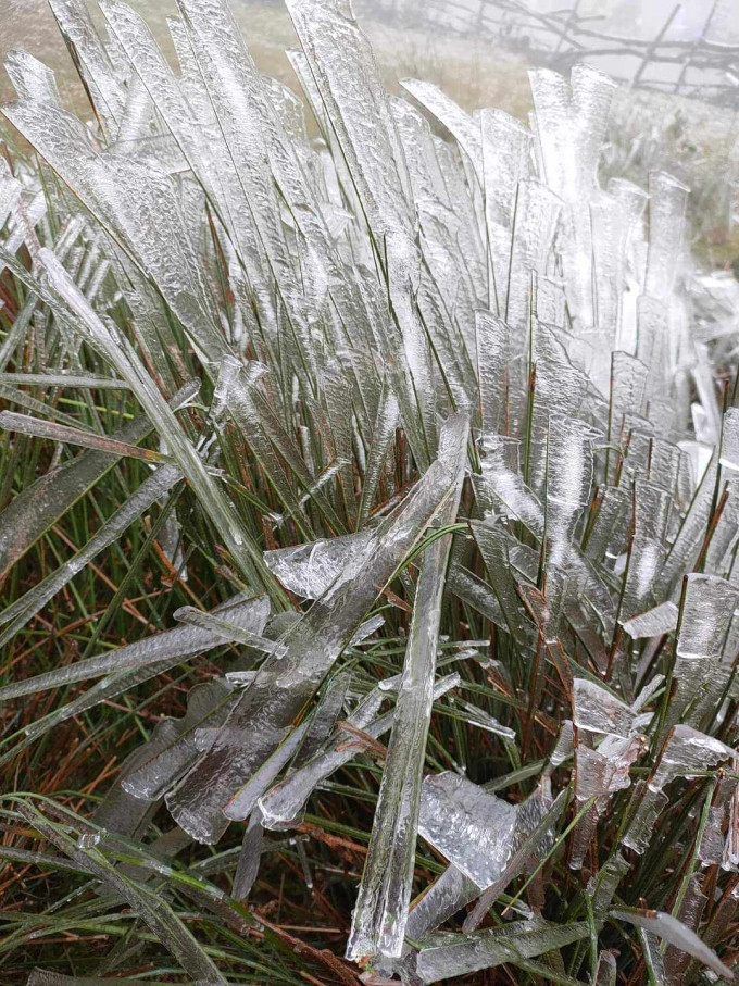 Hơi nước, sương đọng trên lá đóng băng trên đỉnh La Pán Tẩn. - Ảnh: Xuân Thành/ VnExpress