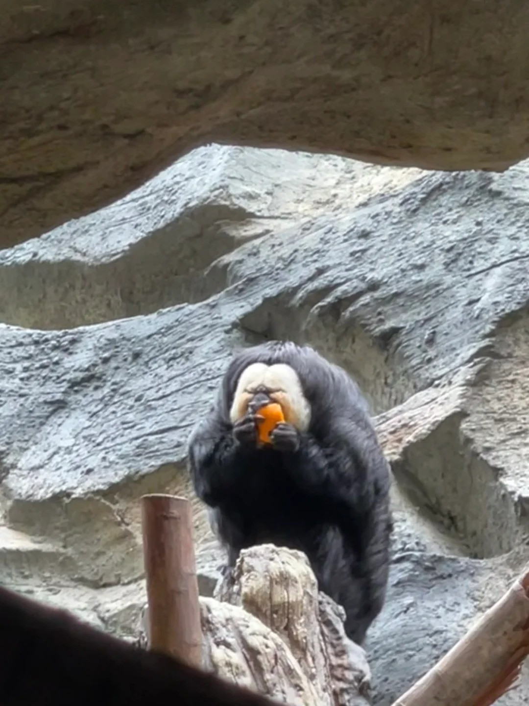 Chiếc mặt thì to, cái tay thì nhỏ xíu, chăm chỉ lấy đồ ăn của Đỗ Đỗ làm cư dân mạng cười nghiêng ngả.