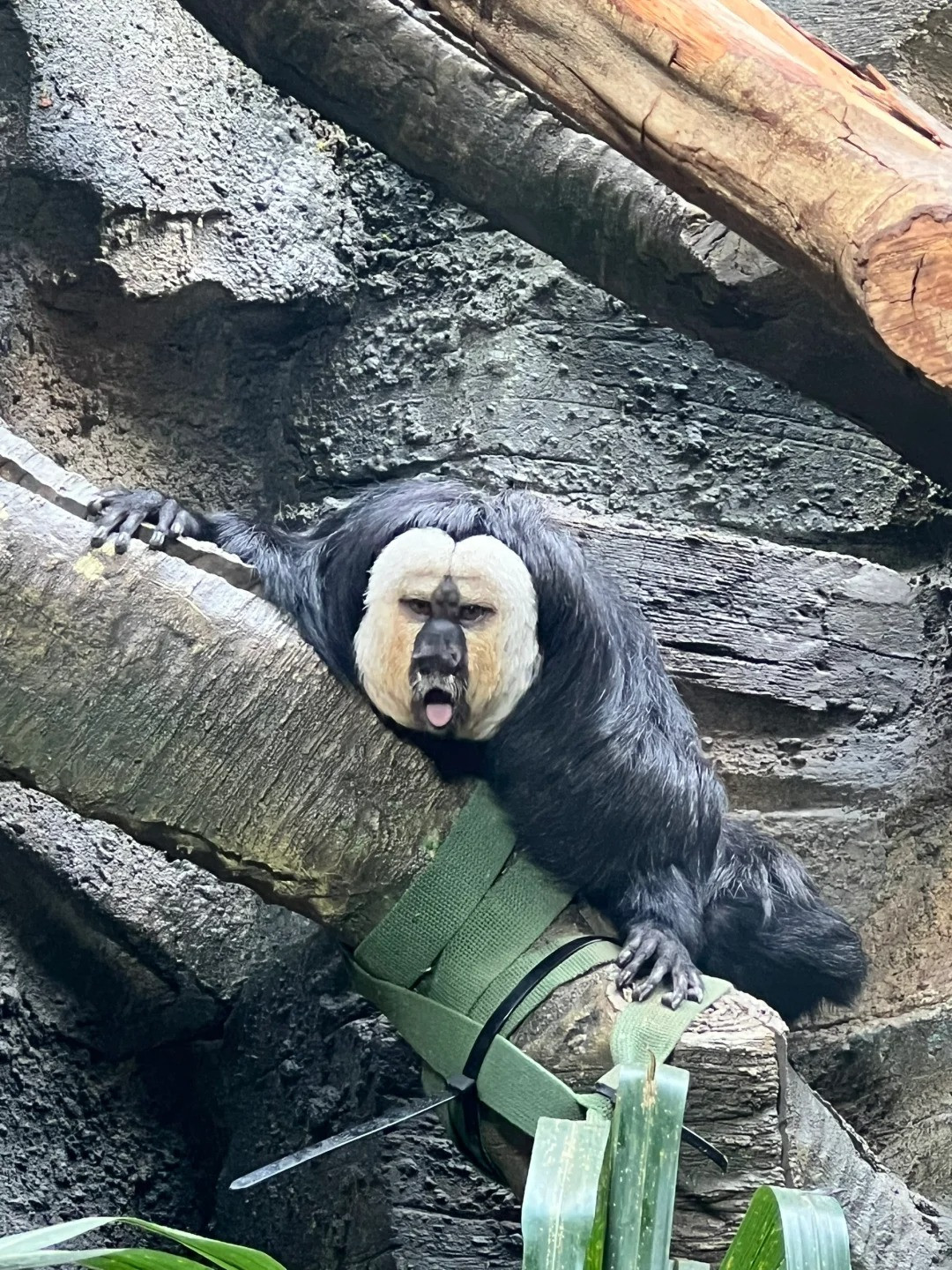 Phần lông vàng duy nhất trên mặt là đặc điểm giúp nổi bật mọi biểu cảm của Đỗ Đỗ.