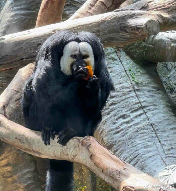 Chiếc mặt thì to, cái tay thì nhỏ xíu, chăm chỉ lấy đồ ăn của Đỗ Đỗ làm cư dân mạng cười nghiêng ngả.