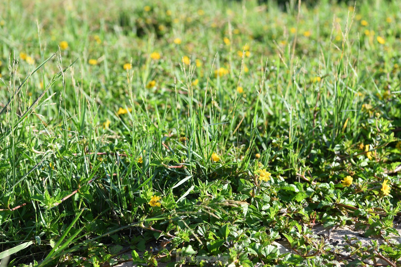 Ảnh: Tiền Phong Ảnh: Tiền Phong