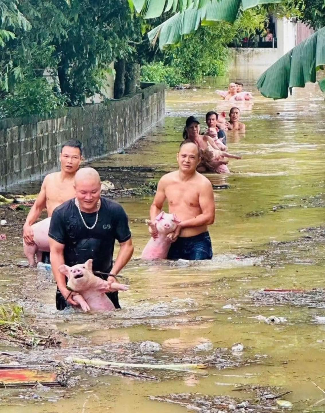 Một đàn lợn được "giải cứu" khỏi vùng bị ngập làm dân mạng vừa thương vừa buồn cười. Thương vì những chú lợn này là tài sản, có thể cứu lấy cả một gia đình, người dân vất vả "bế" chúng tới nơi an toàn, bật cười vì biểu cảm ngơ ngác "ai làm gì đâu, đã làm gì đâu" của chúng. Một đàn lợn được "giải cứu" khỏi vùng bị ngập làm dân mạng vừa thương vừa buồn cười. Thương vì những chú lợn này là tài sản, có thể cứu lấy cả một gia đình, người dân vất vả "bế" chúng tới nơi an toàn, bật cười vì biểu cảm ngơ ngác "ai làm gì đâu, đã làm gì đâu" của chúng.