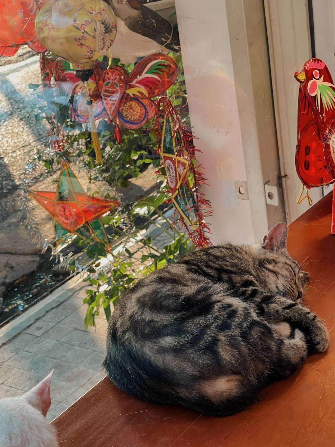 Ảnh: Fanpage O'Leoleo Coffee Books & Cats Ảnh: Fanpage O'Leoleo Coffee Books & Cats