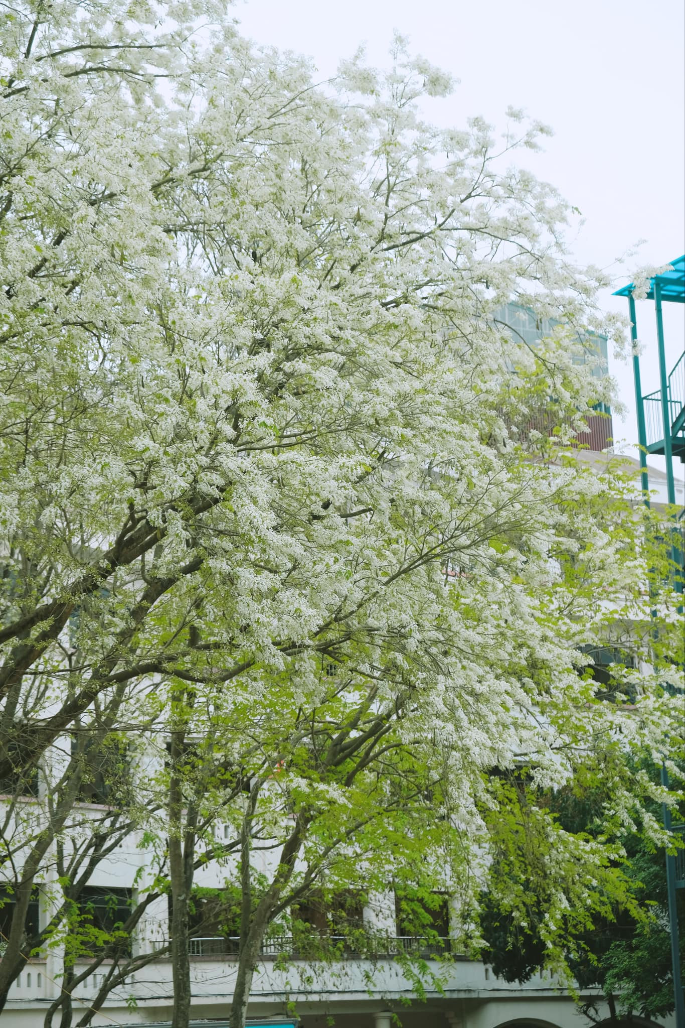 Ảnh: FB Nhung Pham