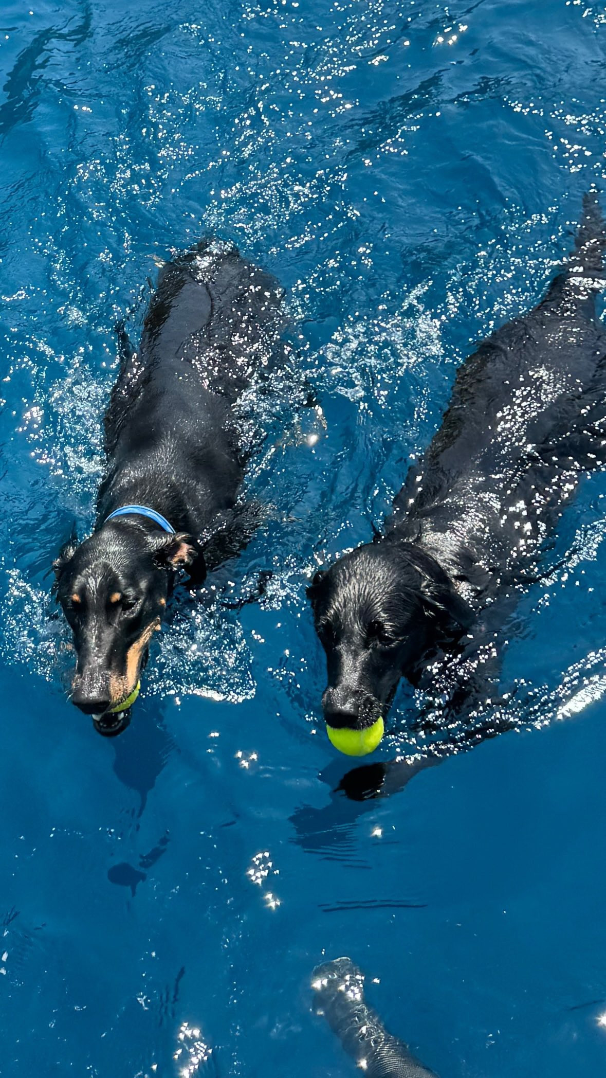 Lisa khoe ảnh cún cưng Love đang bơi bên cạnh một chú chó đen khác, rất giống với bé cún mà chị dâu của Frédéric đăng tải. Lisa khoe ảnh cún cưng Love đang bơi bên cạnh một chú chó đen khác, rất giống với bé cún mà chị dâu của Frédéric đăng tải.