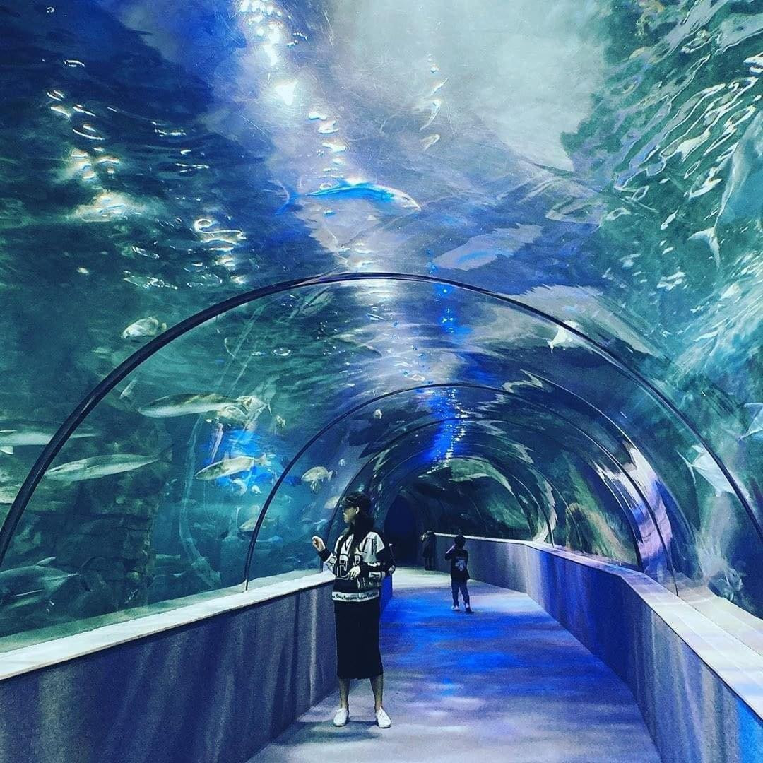Gen Z có thể tích hợp công cuộc "trốn nắng" tại thủy cung thành một buổi tham quan, dạo chơi cùng bạn bè, gia đình hoặc hẹn hò lãng mạn. Gen Z có thể tích hợp công cuộc "trốn nắng" tại thủy cung thành một buổi tham quan, dạo chơi cùng bạn bè, gia đình hoặc hẹn hò lãng mạn.