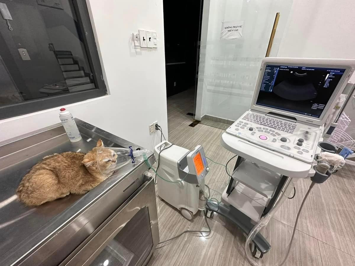 U.N. cho biết đang tìm kiếm sự hỗ trợ để đưa Gold lên TP.HCM tiếp tục chữa trị. U.N. cho biết đang tìm kiếm sự hỗ trợ để đưa Gold lên TP.HCM tiếp tục chữa trị.