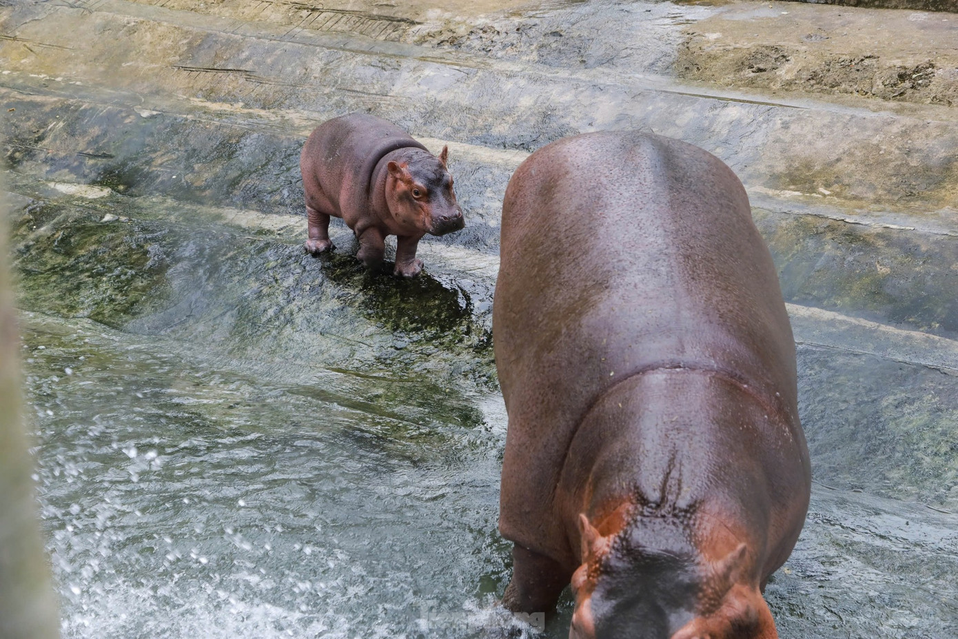 Đây là lần đầu tiên vườn thú Hà Nội có hà mã sinh sản. - Ảnh: Trọng Tài/ báo Tiền Phong Đây là lần đầu tiên vườn thú Hà Nội có hà mã sinh sản. - Ảnh: Trọng Tài/ báo Tiền Phong