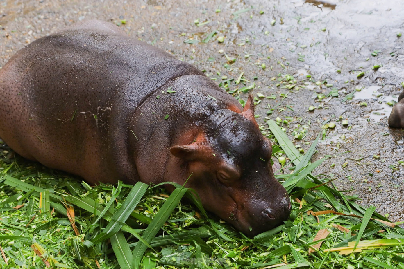 Ảnh: Trọng Tài/ báo Tiền Phong Ảnh: Trọng Tài/ báo Tiền Phong