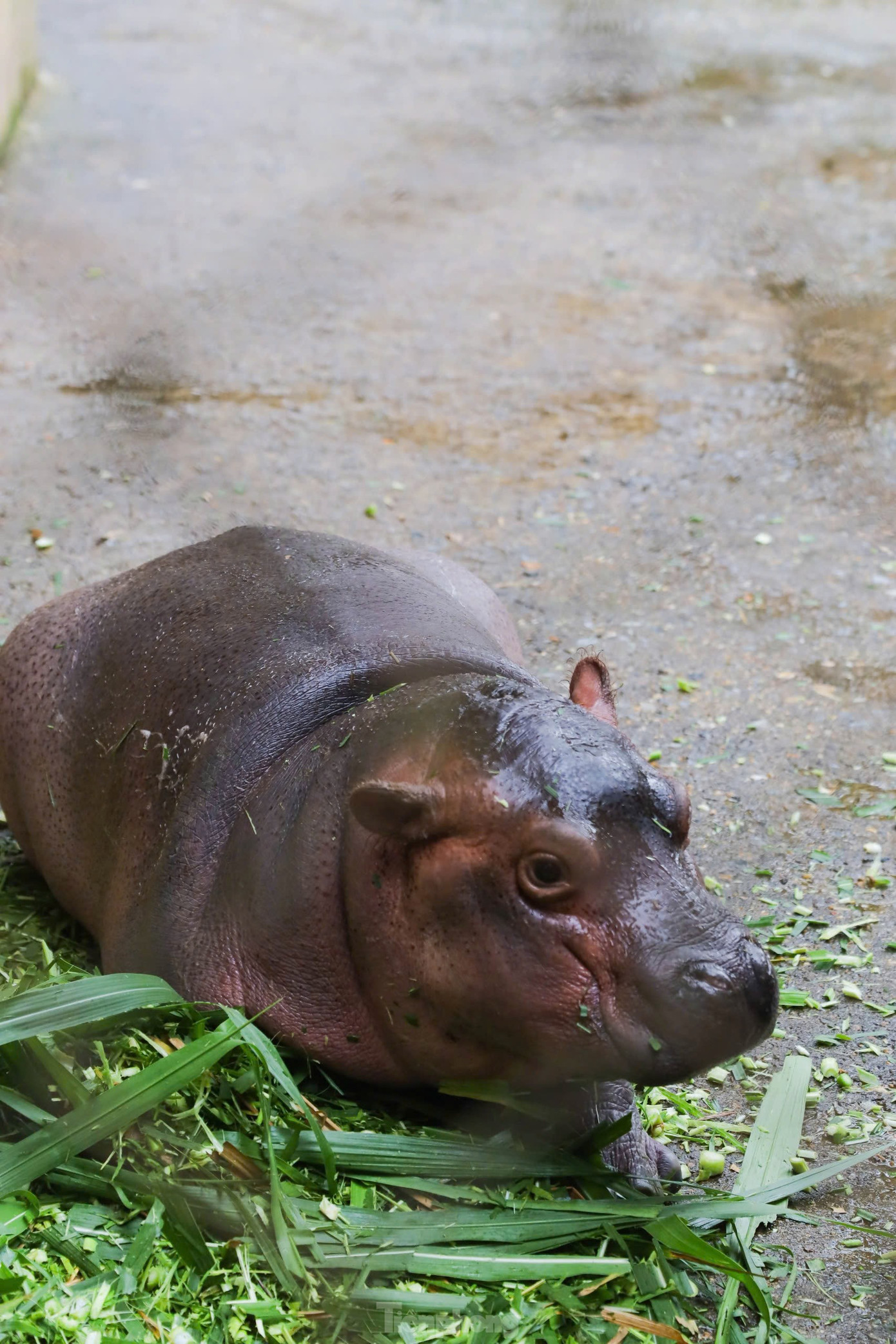 Ảnh: Trọng Tài/ báo Tiền Phong Ảnh: Trọng Tài/ báo Tiền Phong