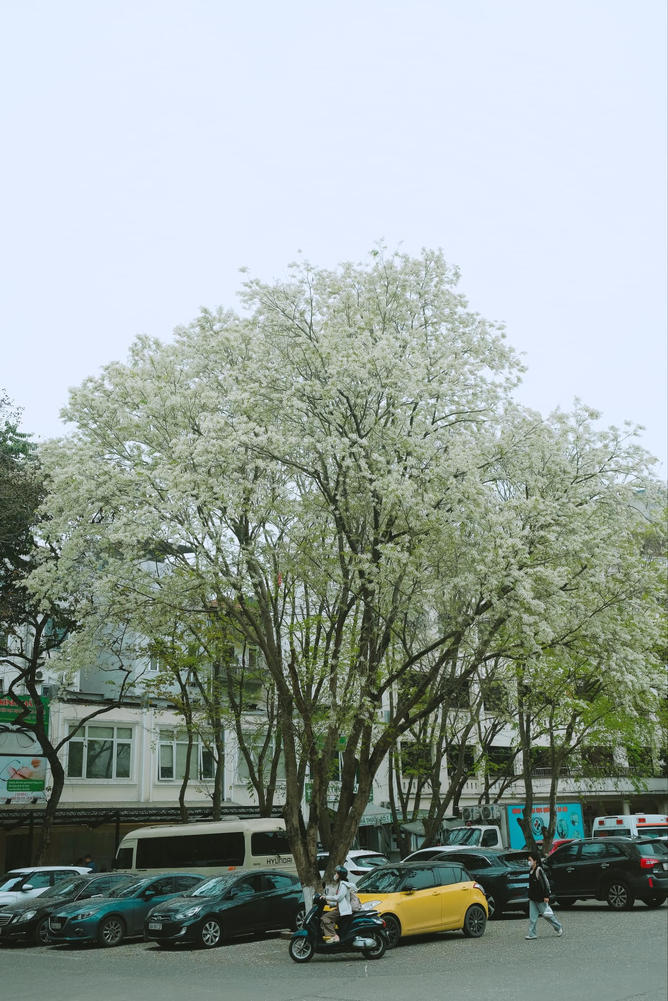 Ảnh: FB Nhung Pham