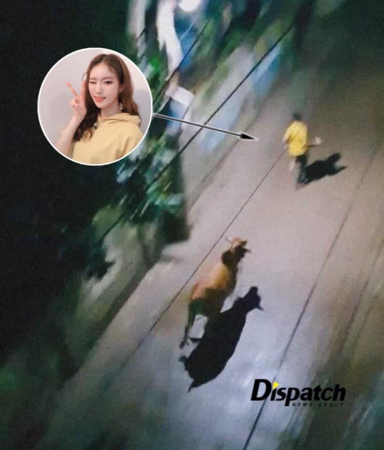 Monday (Weeekly) được fan "tung tin" bị bò rượt và ảnh được Dispatch chụp lại. - Nguồn: Hôm nay là thứ hai - Monday Weeekly 먼데이