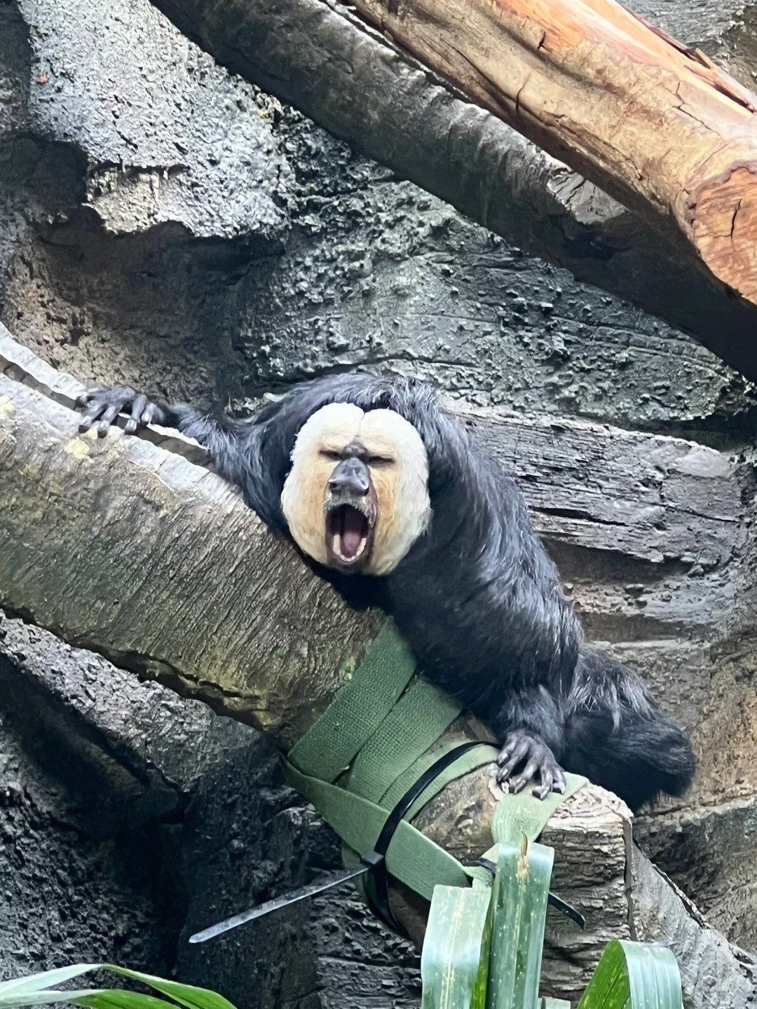 Phần lông vàng duy nhất trên mặt là đặc điểm giúp nổi bật mọi biểu cảm của Đỗ Đỗ.