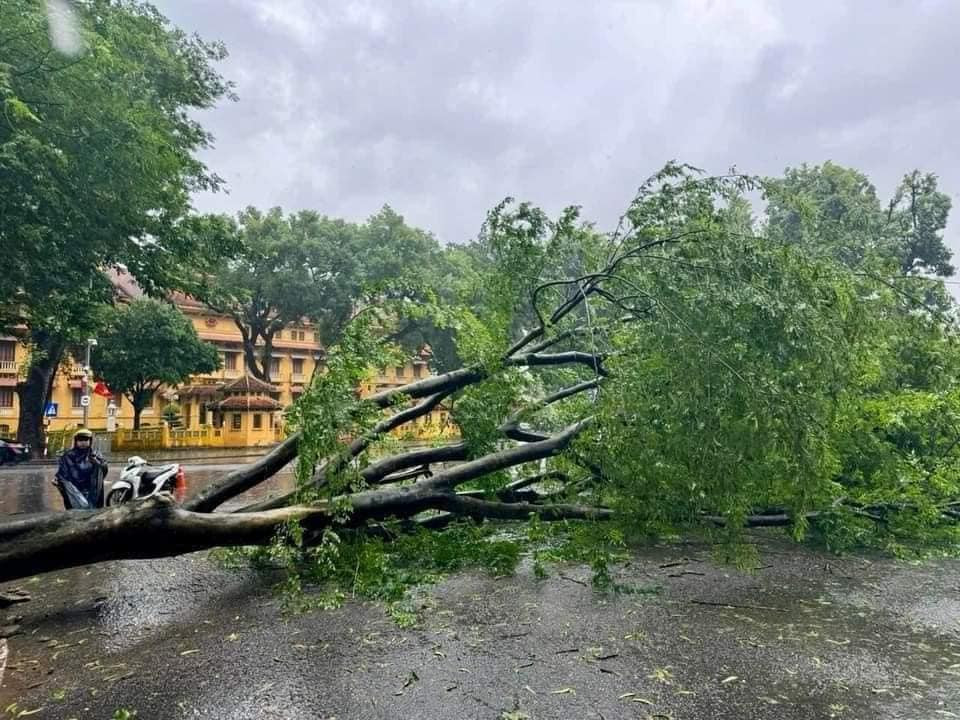 Cây hoa sưa trước cổng Bộ Ngoại giao bị gió thổi bật gốc. - Ảnh: Cao Anh Tuấn, Đức Nguyễn Cây hoa sưa trước cổng Bộ Ngoại giao bị gió thổi bật gốc. - Ảnh: Cao Anh Tuấn, Đức Nguyễn