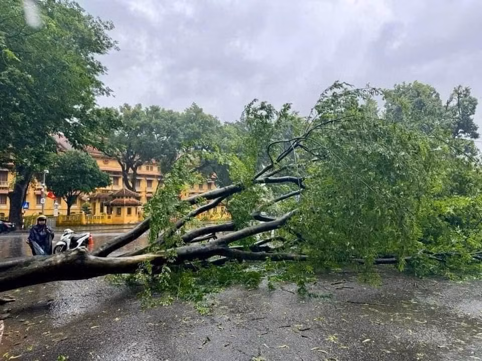 Cây hoa sưa trước cổng Bộ Ngoại giao bị gió thổi bật gốc. - Ảnh: Cao Anh Tuấn, Đức Nguyễn
