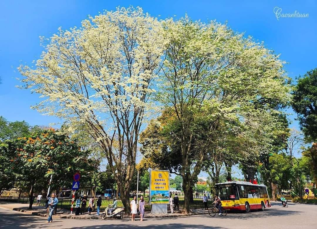 Cây hoa sưa trước cổng Bộ Ngoại giao bị gió thổi bật gốc. - Ảnh: Cao Anh Tuấn, Đức Nguyễn Cây hoa sưa trước cổng Bộ Ngoại giao bị gió thổi bật gốc. - Ảnh: Cao Anh Tuấn, Đức Nguyễn