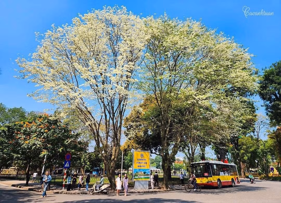 Cây hoa sưa trước cổng Bộ Ngoại giao bị gió thổi bật gốc. - Ảnh: Cao Anh Tuấn, Đức Nguyễn