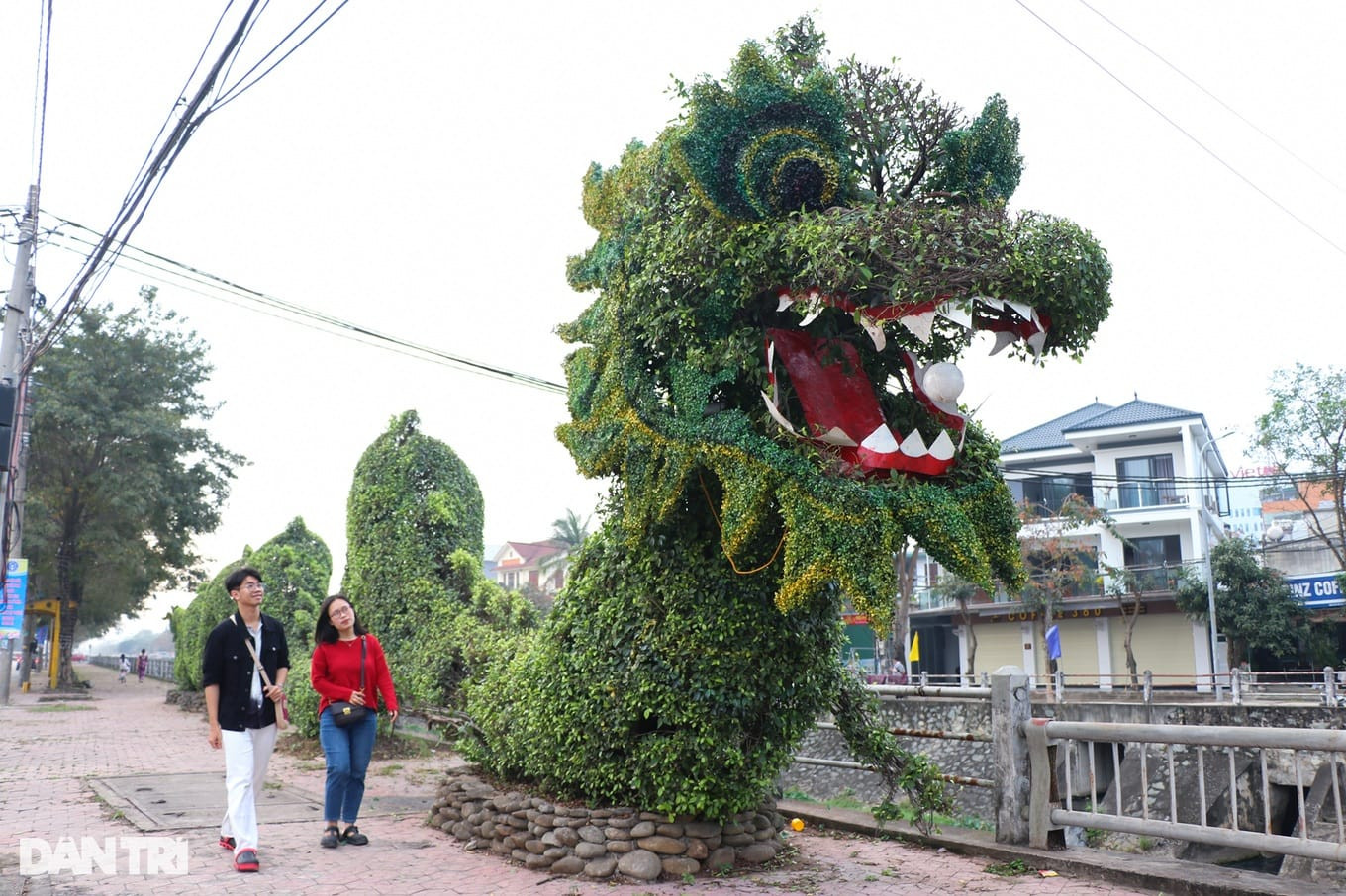 Chú rồng tại Nghệ An được khen là "dậy thì thành công" sau vài ngày. - Ảnh: Dân Trí