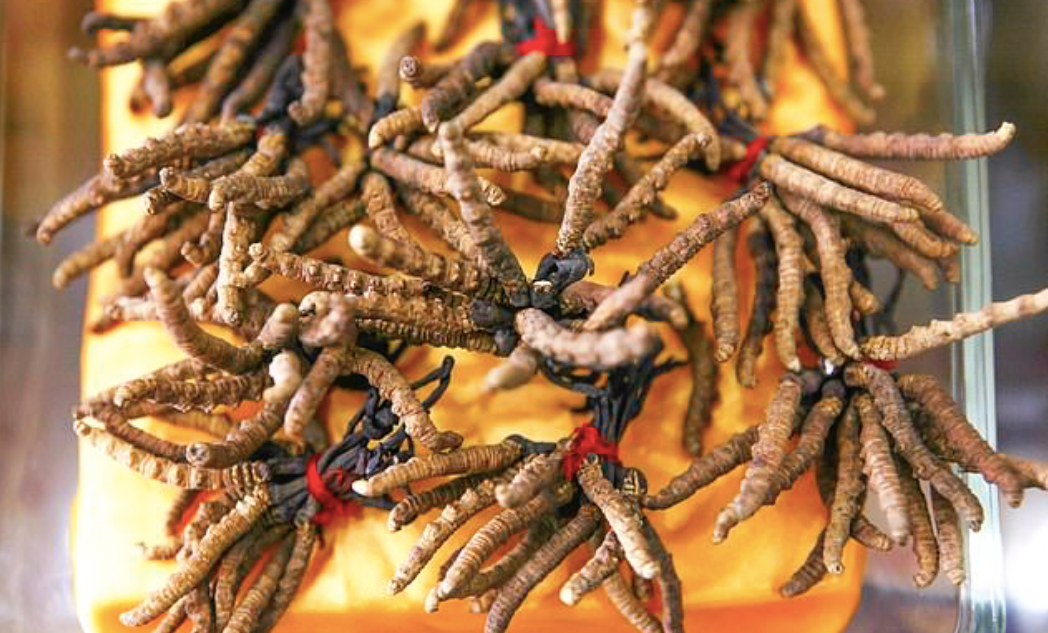 Yarchagumba, trong tiếng Tây Tạng nghĩa là “thực vật vào mùa hè, côn trùng vào mùa đông”